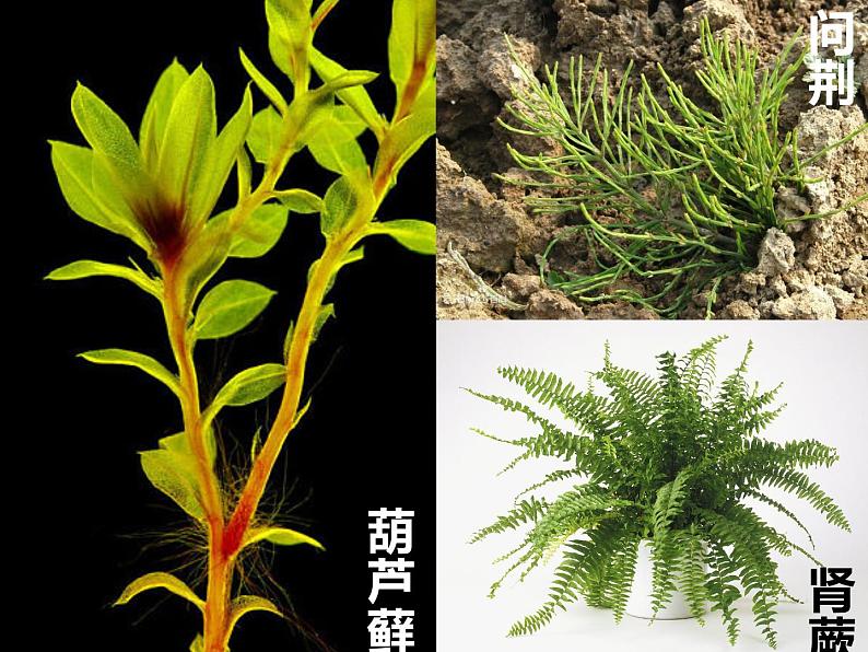 初中生物冀少版 七年级上册 1.3.4 苔藓植物和蕨类植物 课件第1页