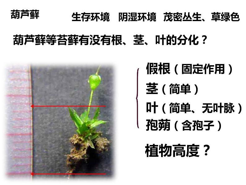 初中生物冀少版 七年级上册 1.3.4 苔藓植物和蕨类植物 课件03