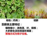 初中生物冀少版 七年级上册 1.3.4 苔藓植物和蕨类植物 课件