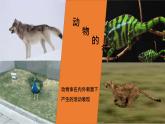 第一节 先天性行为和后天学习行为 课件