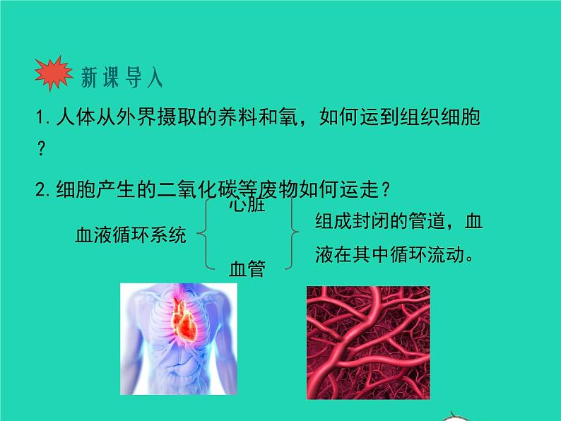 生物人教版七年级下册同步教学课件第4单元第4章人体内物质的运输第1节流动的组织-血液02