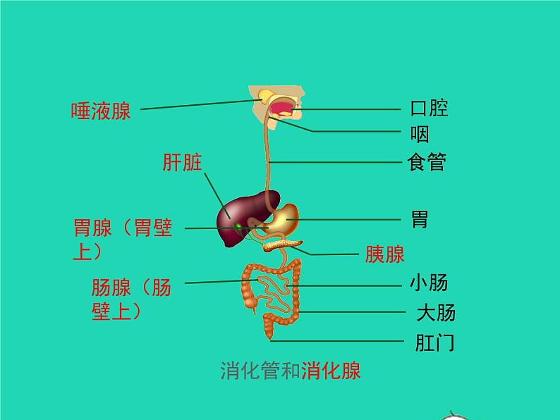 生物苏教版七年级下册同步教学课件第4单元 生物圈中的人第9章人的食物来自环境第2节人体的消化与的吸收1第4页