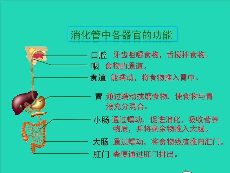 生物苏教版七年级下册同步教学课件第4单元 生物圈中的人第9章人的食物来自环境第2节人体的消化与的吸收1第5页