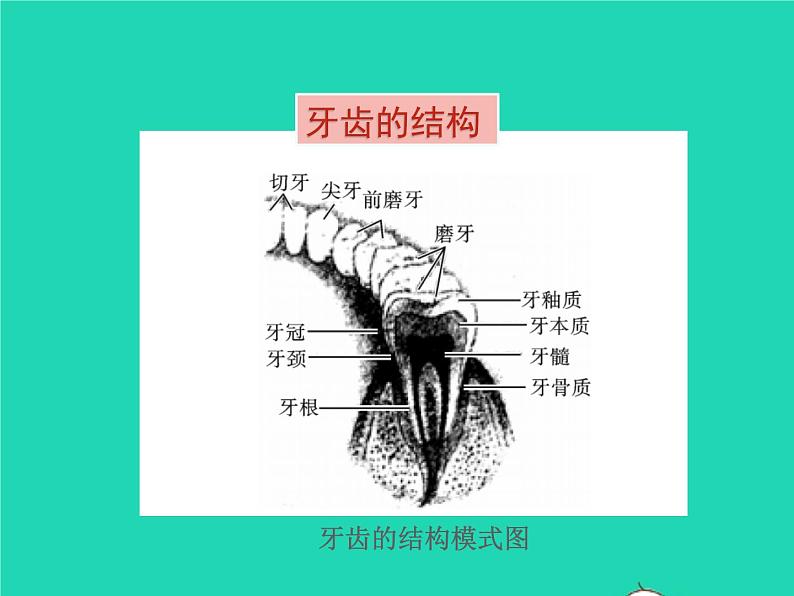 生物苏教版七年级下册同步教学课件第4单元 生物圈中的人第9章人的食物来自环境第2节人体的消化与的吸收1第6页