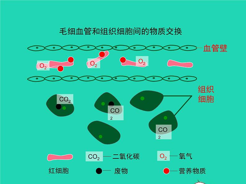 生物苏教版七年级下册同步教学课件第4单元 生物圈中的人第10章人体内的物质运输和能量供给第2节人体的血液循环1第7页