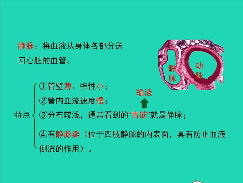 生物苏教版七年级下册同步教学课件第4单元 生物圈中的人第10章人体内的物质运输和能量供给第2节人体的血液循环1第8页