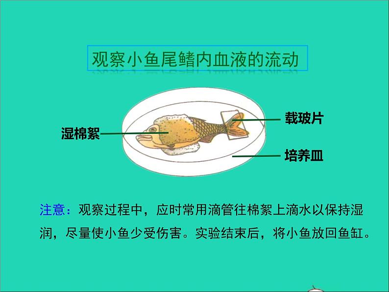 生物人教版七年级下册同步教学课件第4单元 生物圈中的人第4章人体内物质的运输第2节血流的管道-血管05