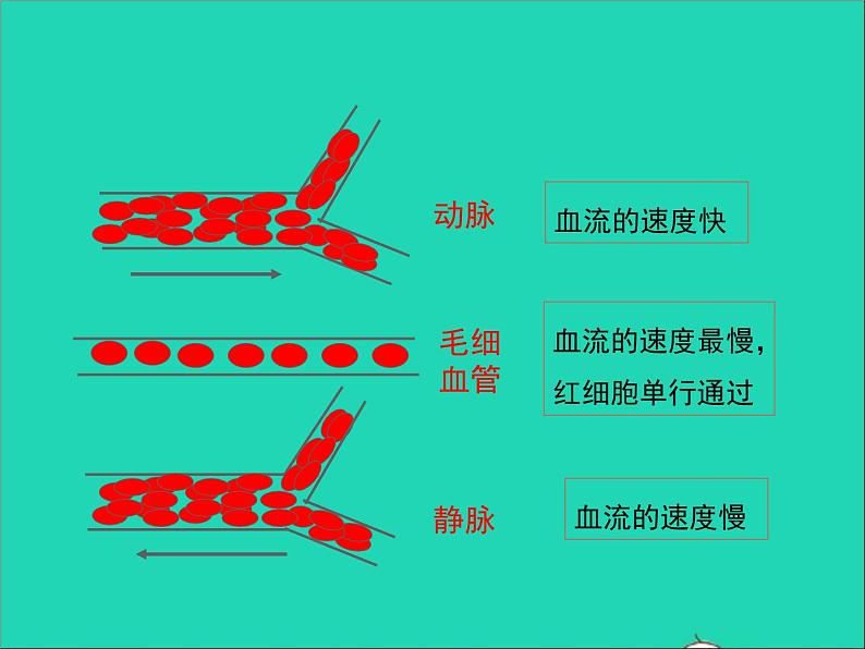 生物人教版七年级下册同步教学课件第4单元 生物圈中的人第4章人体内物质的运输第2节血流的管道-血管08