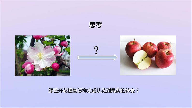 生物济南版八年级上册同步教学课件第4单元 物种的延续第1章绿色开花植物的一生第2节传粉与受精02