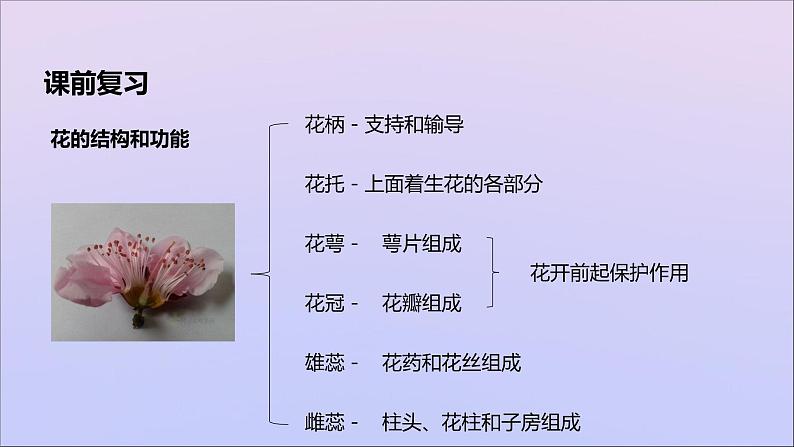 生物济南版八年级上册同步教学课件第4单元 物种的延续第1章绿色开花植物的一生第2节传粉与受精03