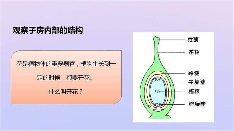 生物济南版八年级上册同步教学课件第4单元 物种的延续第1章绿色开花植物的一生第2节传粉与受精04