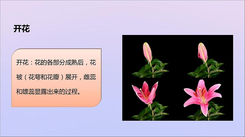 生物济南版八年级上册同步教学课件第4单元 物种的延续第1章绿色开花植物的一生第2节传粉与受精05