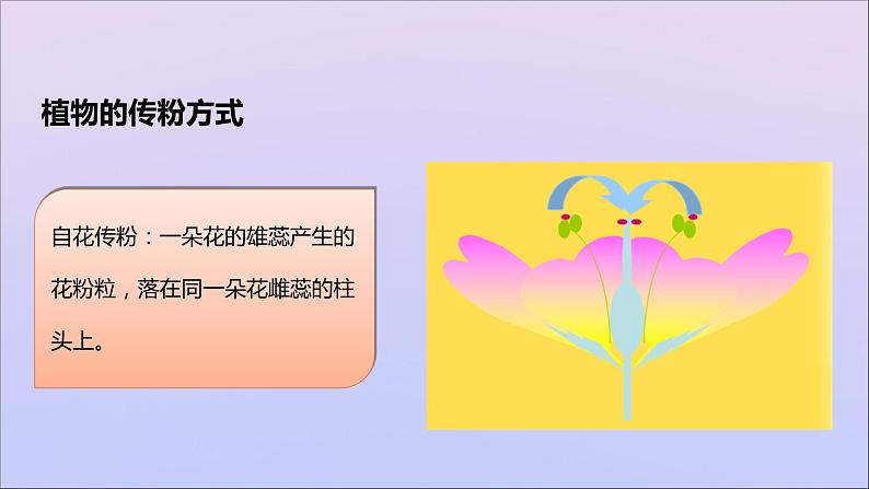 生物济南版八年级上册同步教学课件第4单元 物种的延续第1章绿色开花植物的一生第2节传粉与受精07