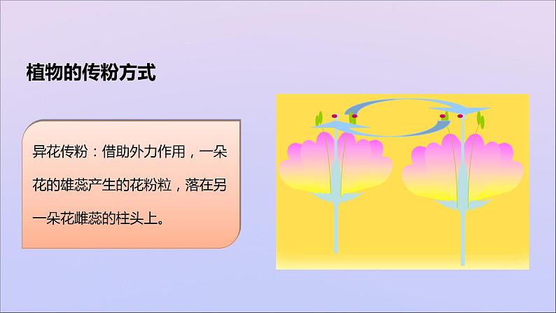 生物济南版八年级上册同步教学课件第4单元 物种的延续第1章绿色开花植物的一生第2节传粉与受精08