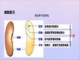 生物济南版八年级上册同步教学课件第4单元 物种的延续第1章绿色开花植物的一生第4节种子的萌发