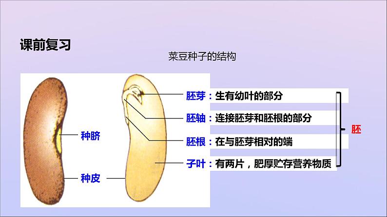 生物济南版八年级上册同步教学课件第4单元 物种的延续第1章绿色开花植物的一生第4节种子的萌发第2页