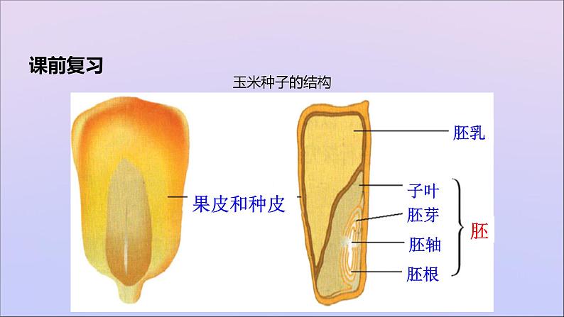 生物济南版八年级上册同步教学课件第4单元 物种的延续第1章绿色开花植物的一生第4节种子的萌发第3页