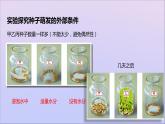生物济南版八年级上册同步教学课件第4单元 物种的延续第1章绿色开花植物的一生第4节种子的萌发
