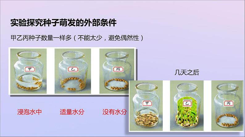 生物济南版八年级上册同步教学课件第4单元 物种的延续第1章绿色开花植物的一生第4节种子的萌发第5页