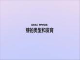 生物济南版八年级上册同步教学课件第4单元 物种的延续第1章绿色开花植物的一生第6节芽的类型和发育