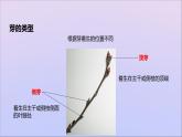 生物济南版八年级上册同步教学课件第4单元 物种的延续第1章绿色开花植物的一生第6节芽的类型和发育