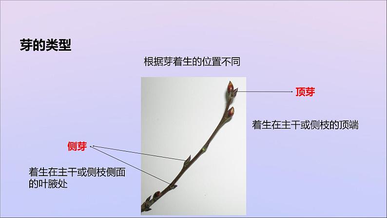 生物济南版八年级上册同步教学课件第4单元 物种的延续第1章绿色开花植物的一生第6节芽的类型和发育03