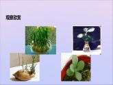 生物济南版八年级上册同步教学课件第4单元 物种的延续第1章绿色开花植物的一生第7节植物的营养繁殖