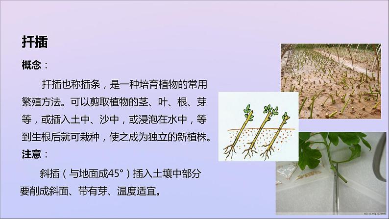 生物济南版八年级上册同步教学课件第4单元 物种的延续第1章绿色开花植物的一生第7节植物的营养繁殖05