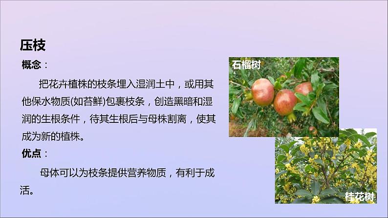 生物济南版八年级上册同步教学课件第4单元 物种的延续第1章绿色开花植物的一生第7节植物的营养繁殖07