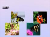 生物济南版八年级上册同步教学课件第4单元 物种的延续第2章动物的生殖和发育第1节昆虫的生殖和发育