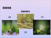 生物济南版八年级上册同步教学课件第4单元 物种的延续第2章动物的生殖和发育第1节昆虫的生殖和发育