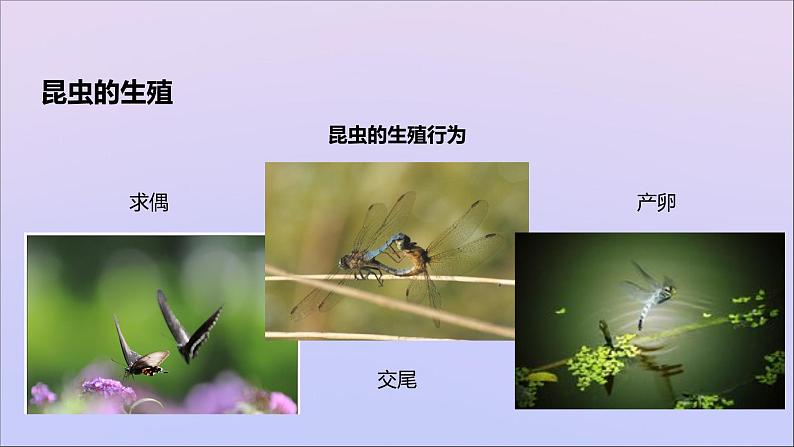 生物济南版八年级上册同步教学课件第4单元 物种的延续第2章动物的生殖和发育第1节昆虫的生殖和发育03