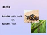 生物济南版八年级上册同步教学课件第4单元 物种的延续第2章动物的生殖和发育第1节昆虫的生殖和发育