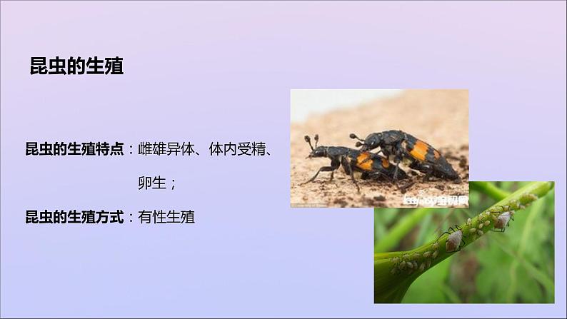 生物济南版八年级上册同步教学课件第4单元 物种的延续第2章动物的生殖和发育第1节昆虫的生殖和发育04