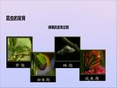 生物济南版八年级上册同步教学课件第4单元 物种的延续第2章动物的生殖和发育第1节昆虫的生殖和发育