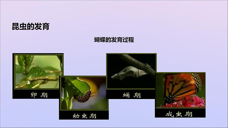 生物济南版八年级上册同步教学课件第4单元 物种的延续第2章动物的生殖和发育第1节昆虫的生殖和发育05