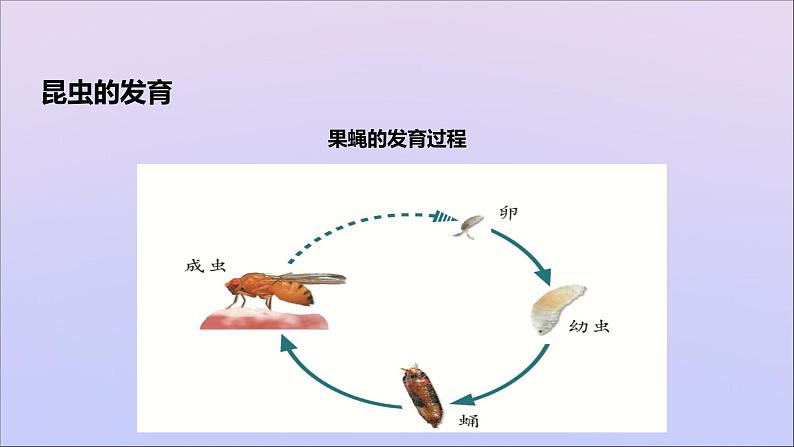 生物济南版八年级上册同步教学课件第4单元 物种的延续第2章动物的生殖和发育第1节昆虫的生殖和发育06