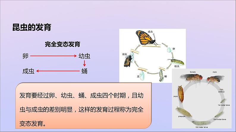 生物济南版八年级上册同步教学课件第4单元 物种的延续第2章动物的生殖和发育第1节昆虫的生殖和发育07