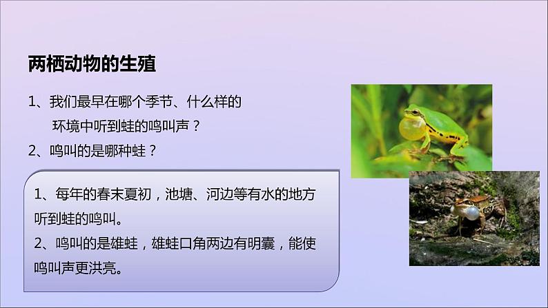 生物济南版八年级上册同步教学课件第4单元 物种的延续第2章动物的生殖和发育第2节两栖动物的生殖和发育03