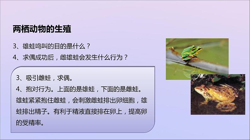 生物济南版八年级上册同步教学课件第4单元 物种的延续第2章动物的生殖和发育第2节两栖动物的生殖和发育04