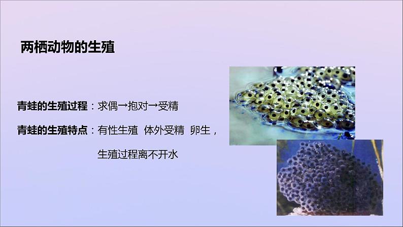 生物济南版八年级上册同步教学课件第4单元 物种的延续第2章动物的生殖和发育第2节两栖动物的生殖和发育05