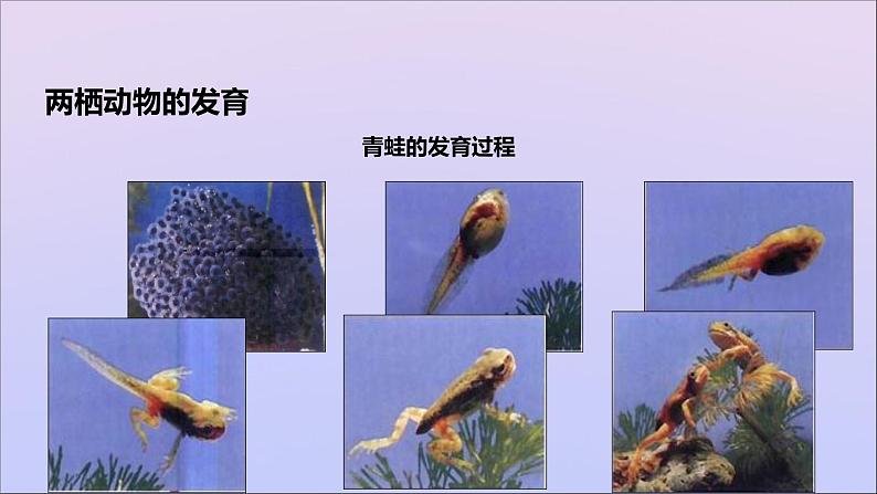 生物济南版八年级上册同步教学课件第4单元 物种的延续第2章动物的生殖和发育第2节两栖动物的生殖和发育06