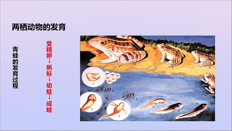 生物济南版八年级上册同步教学课件第4单元 物种的延续第2章动物的生殖和发育第2节两栖动物的生殖和发育07