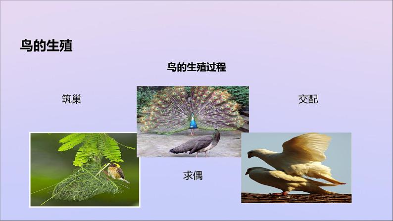 生物济南版八年级上册同步教学课件第4单元 物种的延续第2章动物的生殖和发育第3节鸟的生殖和发育03