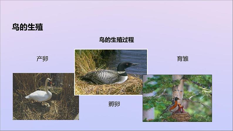 生物济南版八年级上册同步教学课件第4单元 物种的延续第2章动物的生殖和发育第3节鸟的生殖和发育04