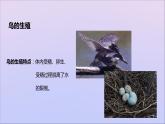 生物济南版八年级上册同步教学课件第4单元 物种的延续第2章动物的生殖和发育第3节鸟的生殖和发育