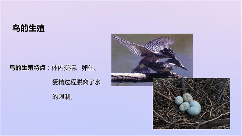 生物济南版八年级上册同步教学课件第4单元 物种的延续第2章动物的生殖和发育第3节鸟的生殖和发育05