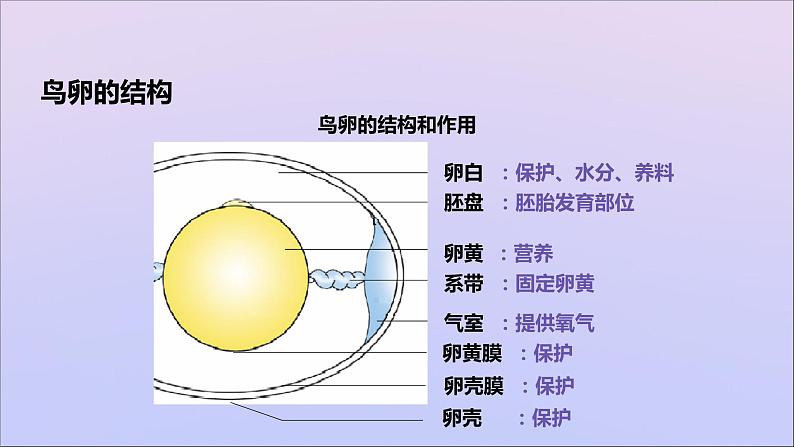 生物济南版八年级上册同步教学课件第4单元 物种的延续第2章动物的生殖和发育第3节鸟的生殖和发育07