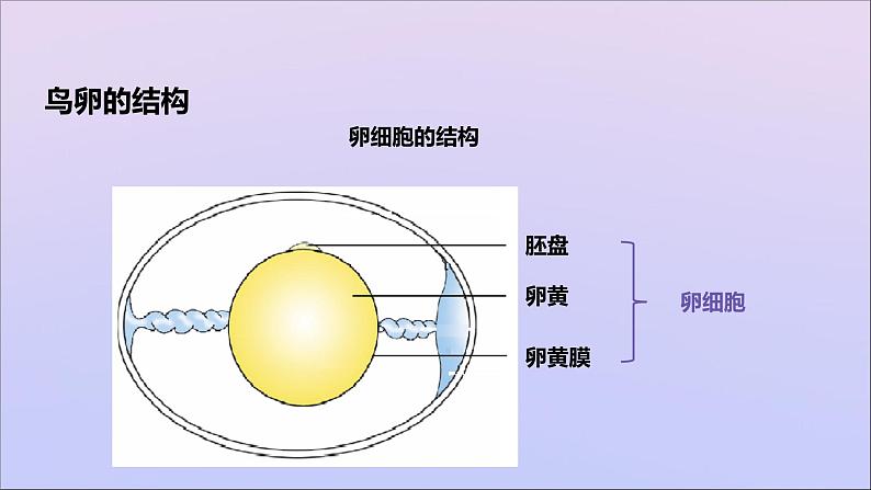 生物济南版八年级上册同步教学课件第4单元 物种的延续第2章动物的生殖和发育第3节鸟的生殖和发育08