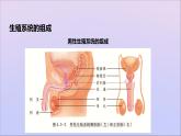 生物济南版八年级上册同步教学课件第4单元 物种的延续第3章人类的生殖和发育第1节婴儿的诞生